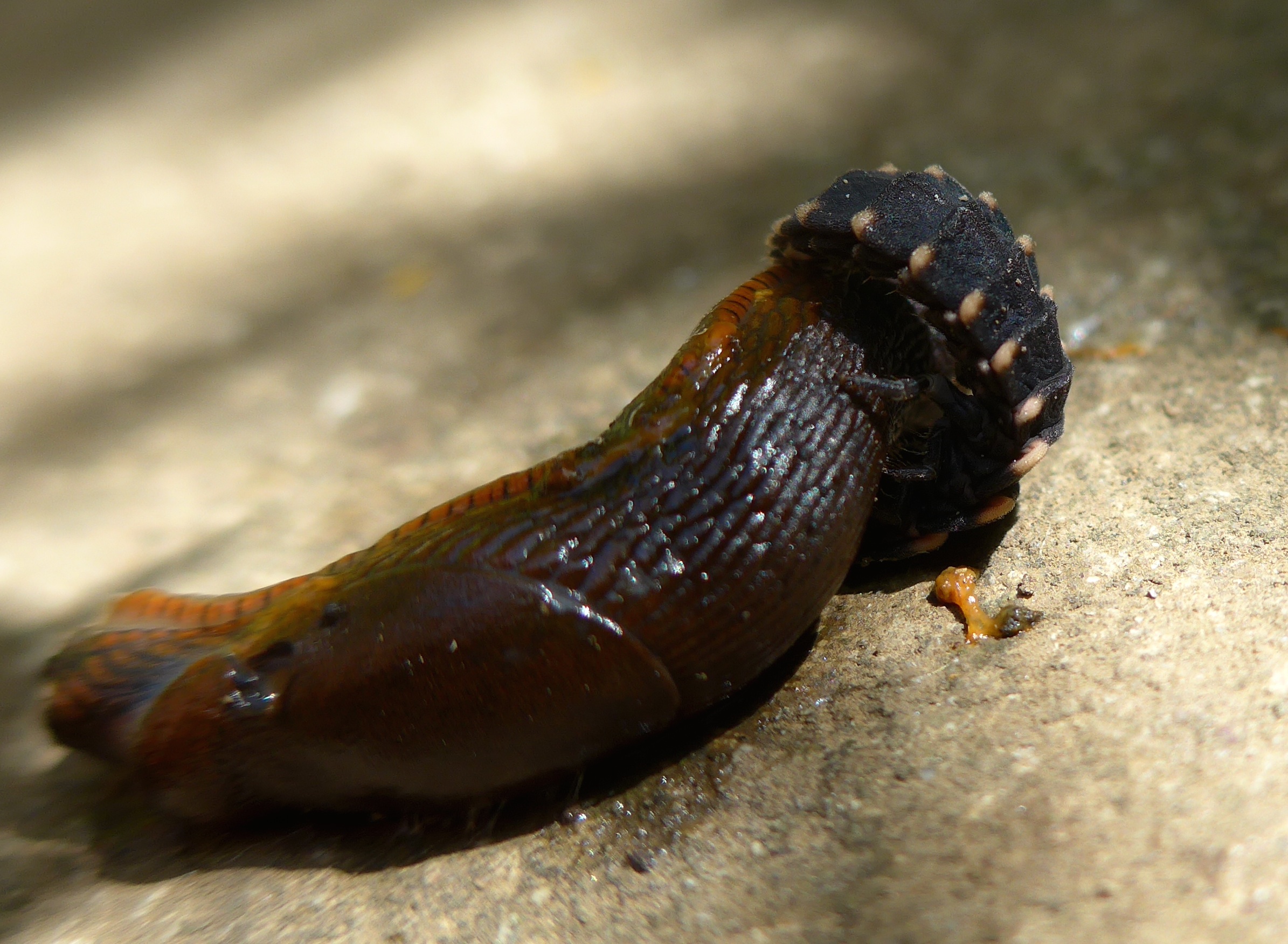 Larve greift Wegschnecke an (Daniel Keller)
